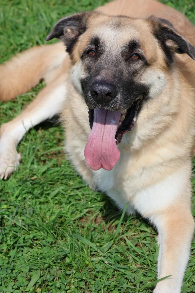 An adult large-sized male Mixed Breed dog named Hemi for adoption in Columbia, TN