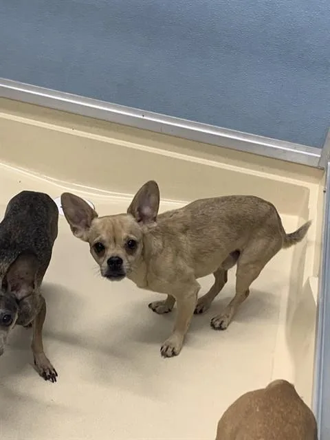 An adult small-sized male Chihuahua dog named Scoot for adoption in Tucson, AZ