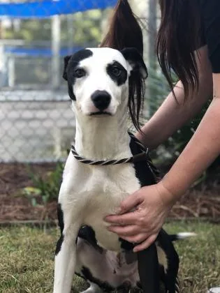 An adult medium-sized female Terrier dog named Rory for adoption in Brunswick, GA