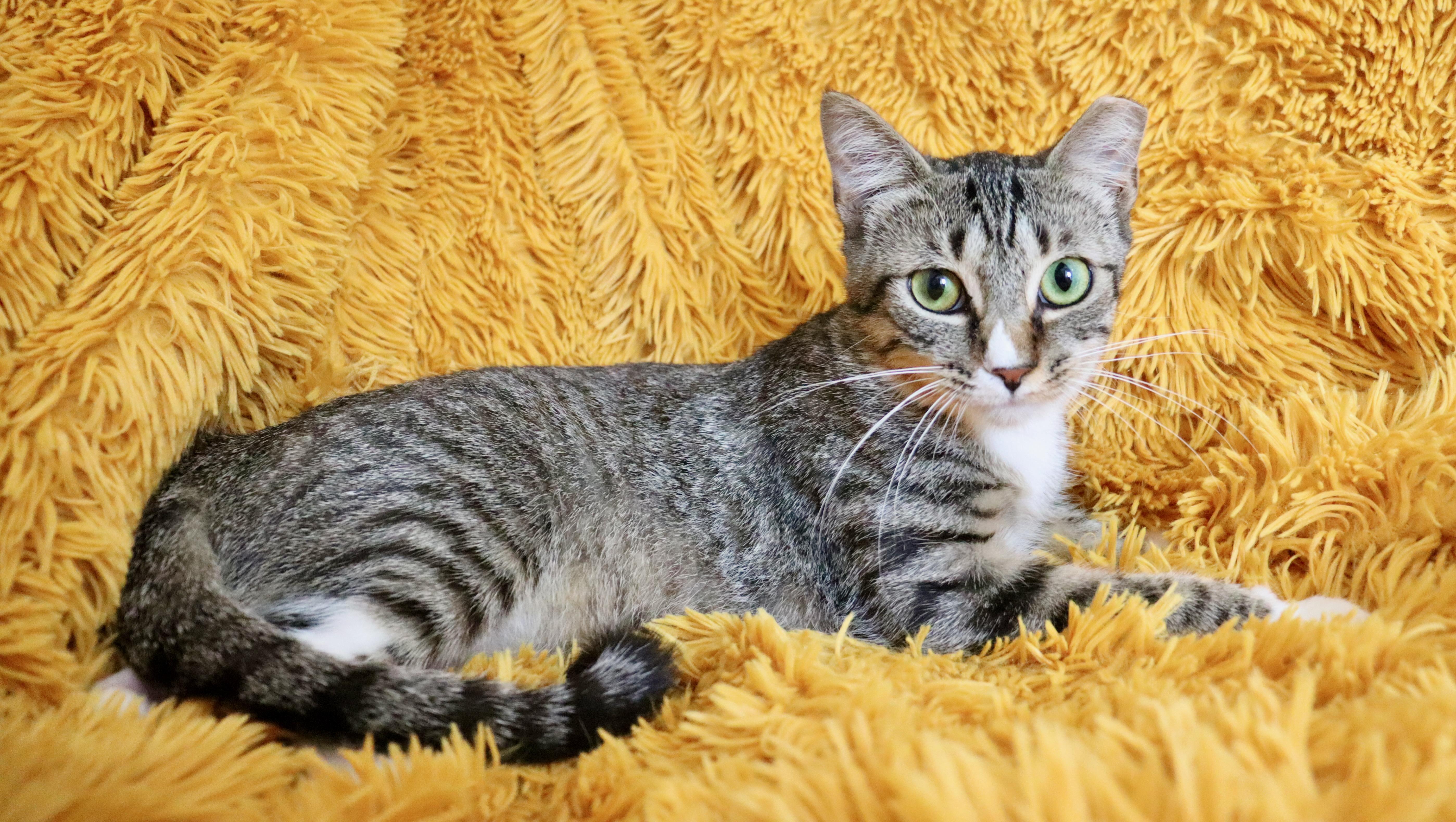 A baby medium-sized female Tabby (Buff / Tan / Fawn) Tabby cat named Rina for adoption in Saint Augustine, FL
