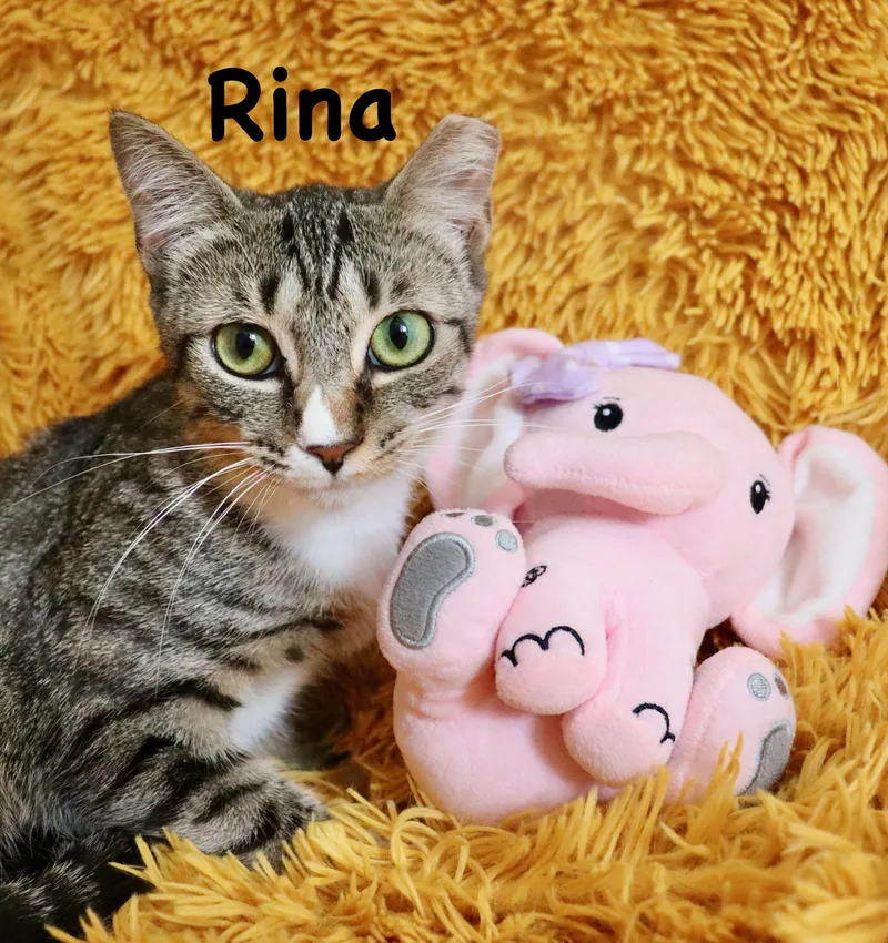 Rina thumbnail 6