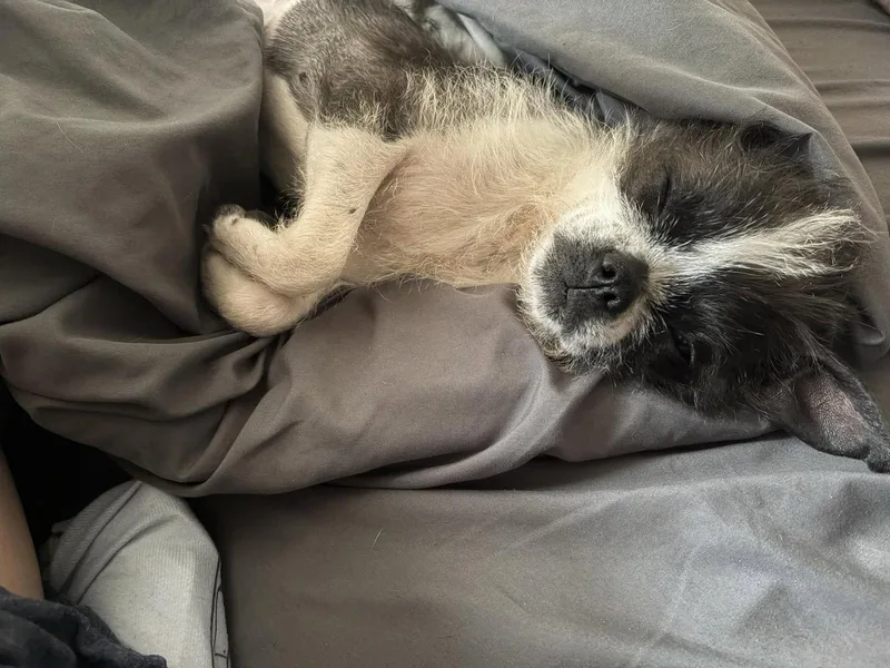 Indie
