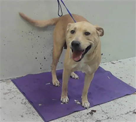 An adult large-sized female Labrador Retriever dog named Peaches for adoption in Houston, TX