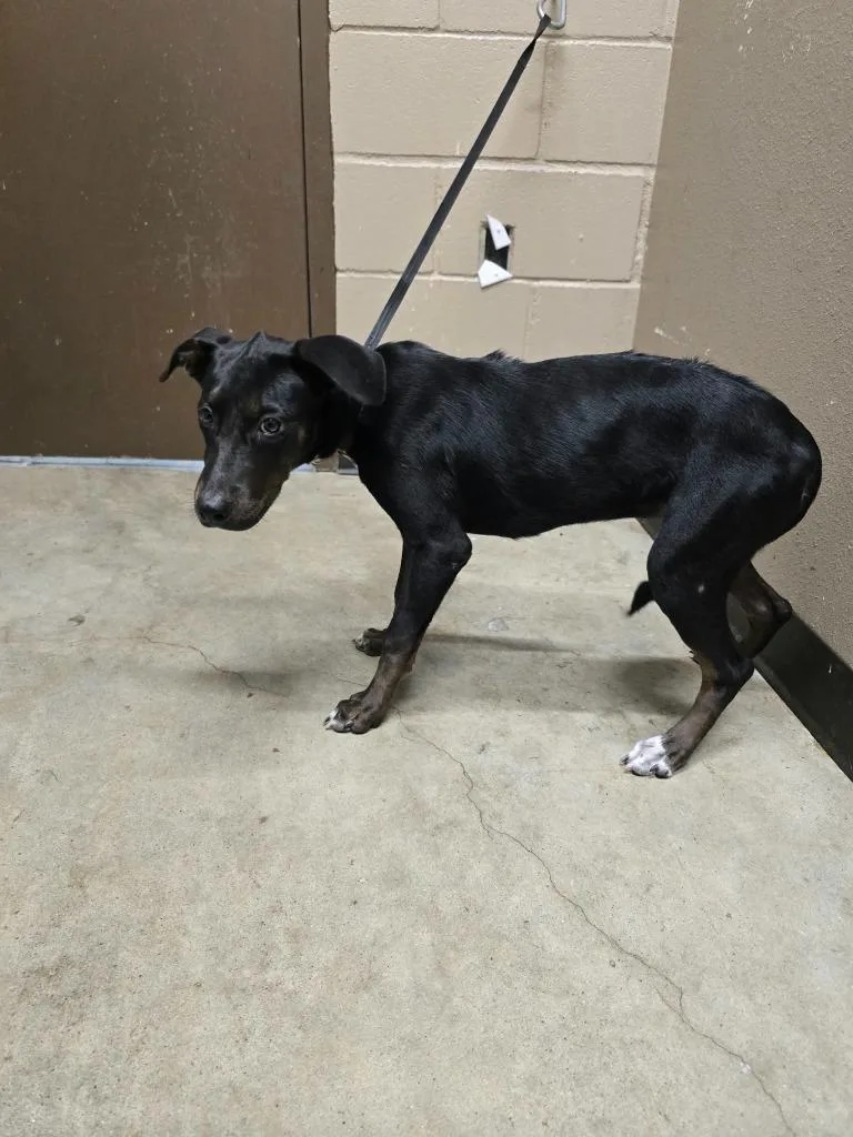A baby medium-sized female Labrador Retriever dog named Farah for adoption in Huntsville, TX