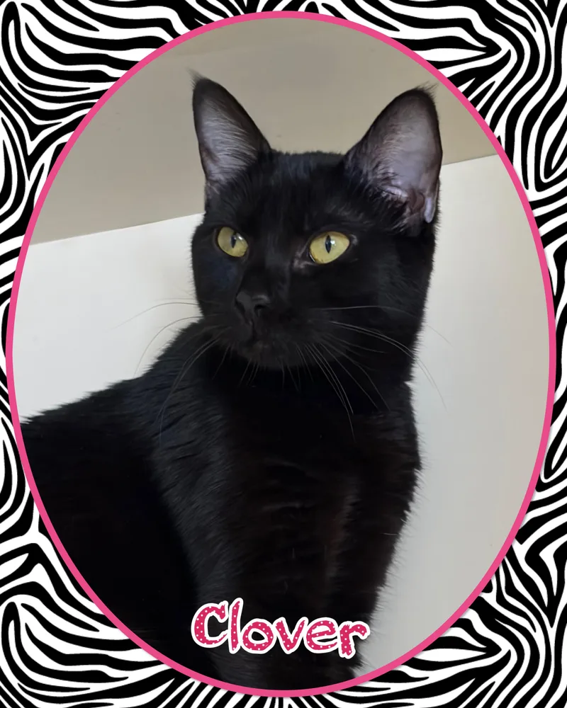 A young medium-sized female Black Domestic Short Hair cat named Clover for adoption in Somerset, NJ