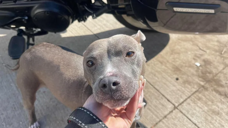 An adult small-sized female Gray / Blue / Silver Mixed Breed dog named Kat for adoption in Clinton, WI