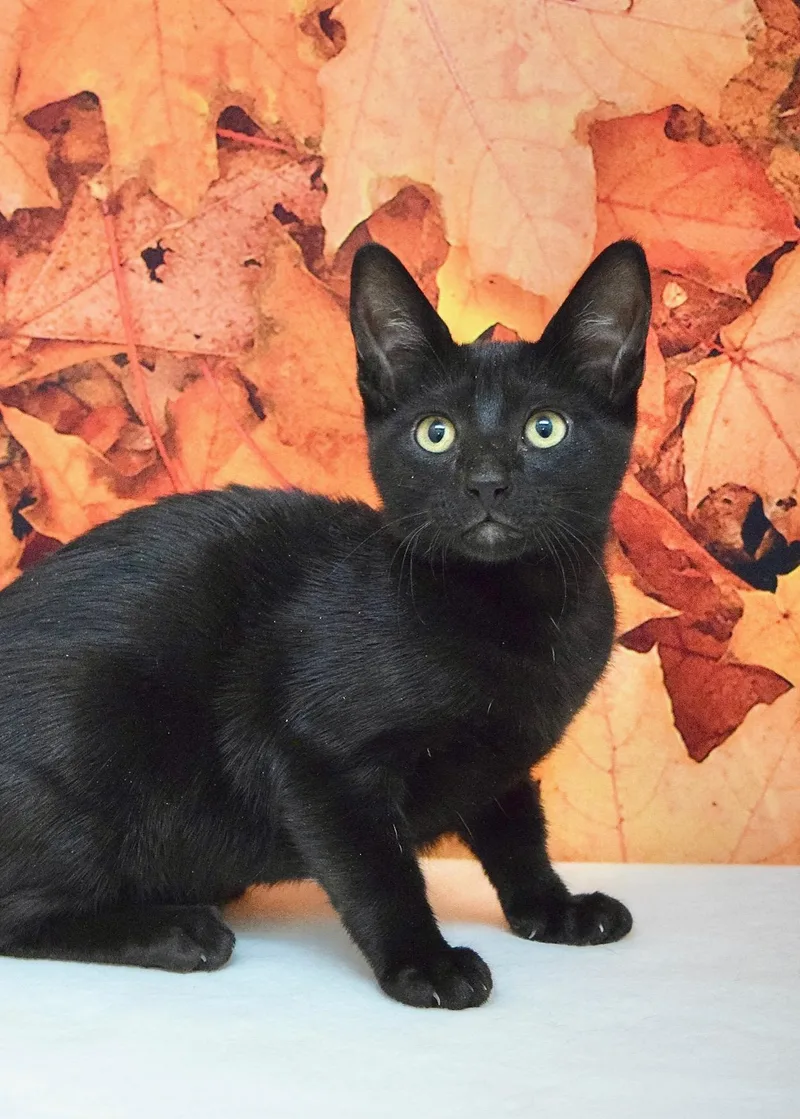 A baby medium-sized female Domestic Short Hair cat named Aspen for adoption in Dublin, CA