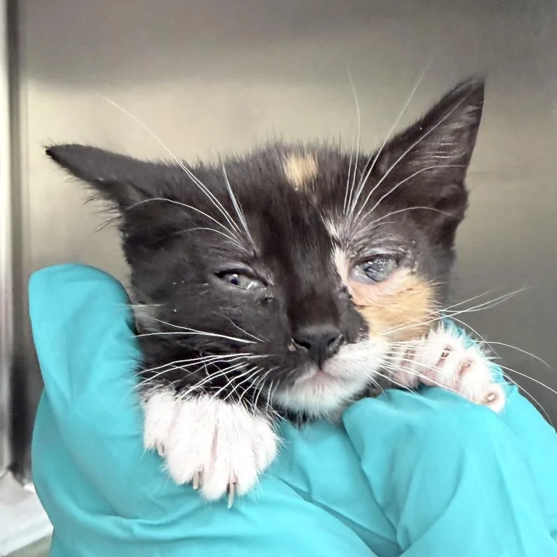 A baby small-sized female Calico Domestic Short Hair cat named Monica for adoption in Auburn, AL