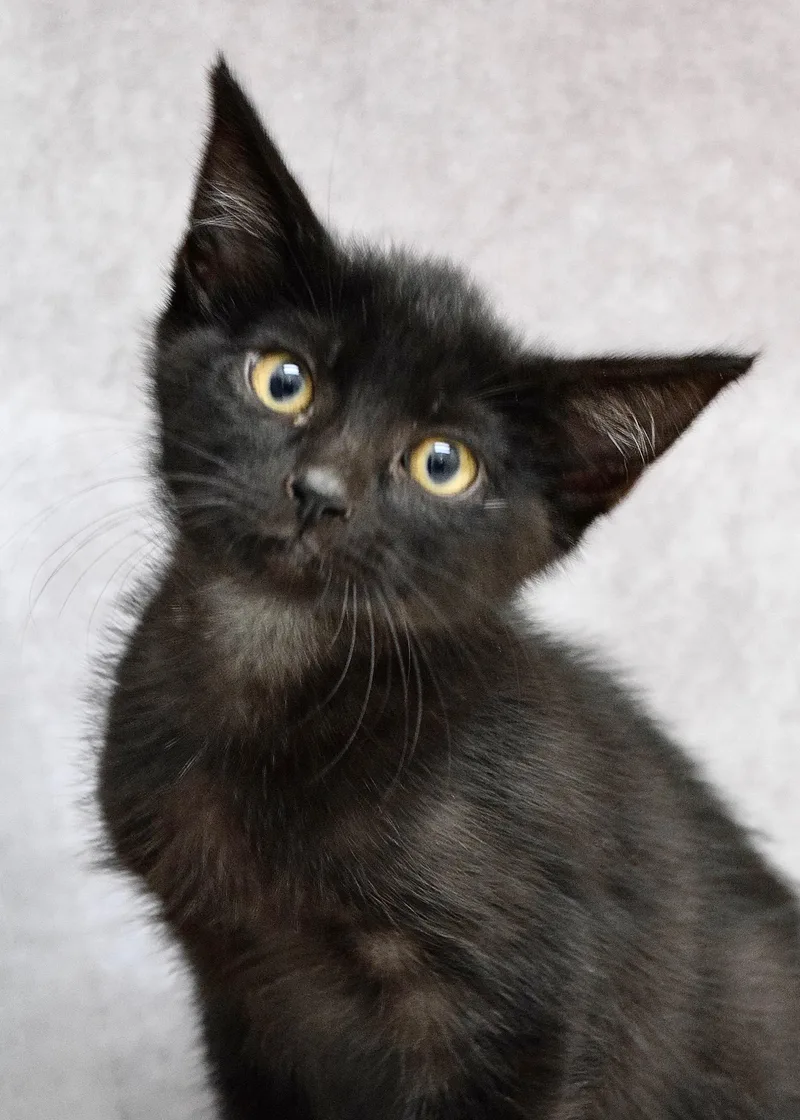A baby medium-sized male Black Domestic Short Hair cat named Tommy for adoption in Dublin, CA