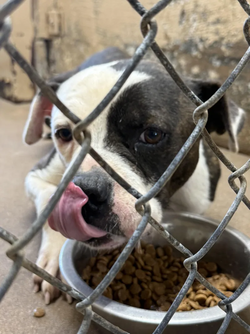 A baby medium-sized male White / Cream Bulldog dog named Barbosa for adoption in Blue Springs, MO
