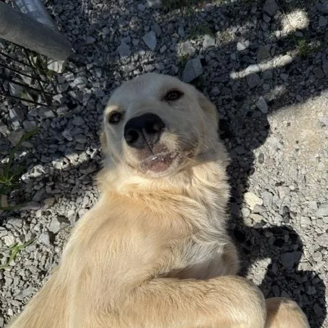 A young medium-sized male Yellow / Tan / Blond / Fawn Golden Retriever dog named Cash for adoption in Lewisburg, TN