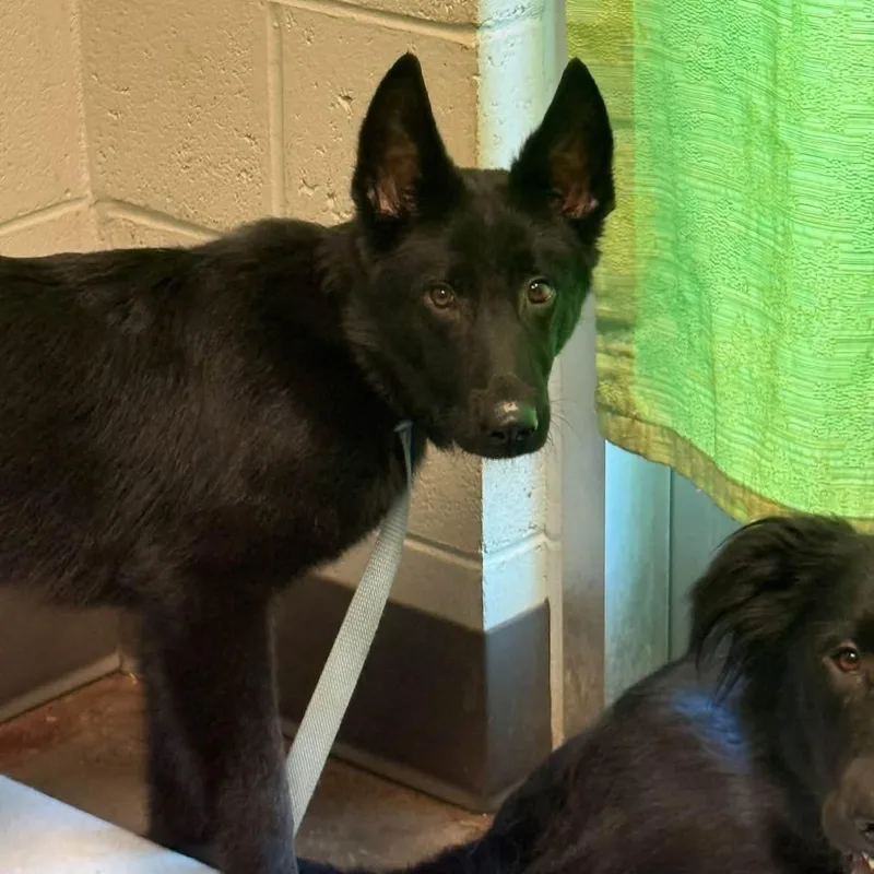 A baby medium-sized male Black German Shepherd Dog dog named Sarge for adoption in Williston, VT
