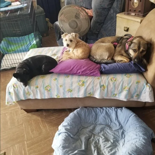 Lux Aka Lexie thumbnail 4