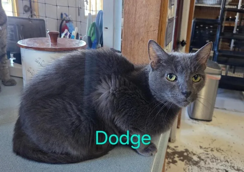 Dodge