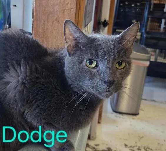 Dodge thumbnail 2