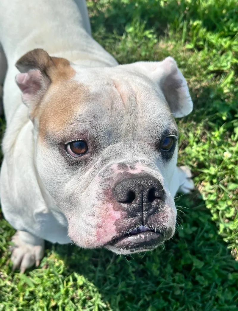 An adult medium-sized male White / Cream English Bulldog dog named Ricky for adoption in Clayton, NJ