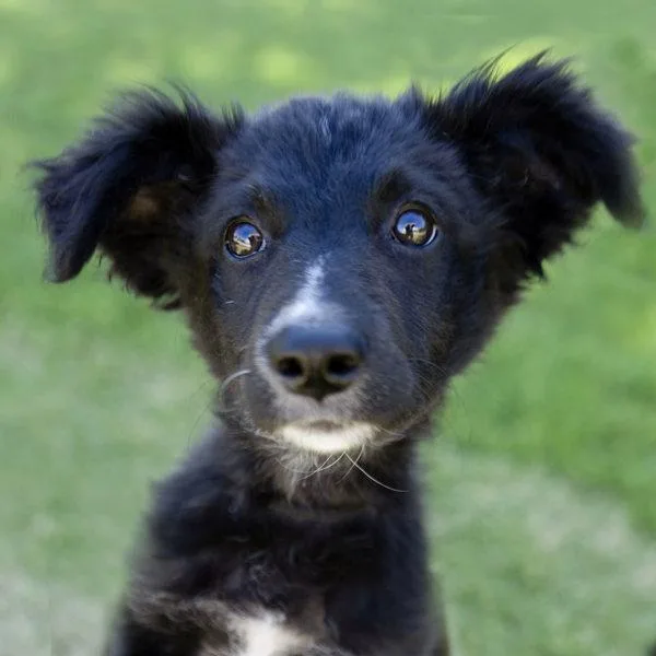 A baby medium-sized female Border Collie dog named Scamp for adoption in Oakland, CA