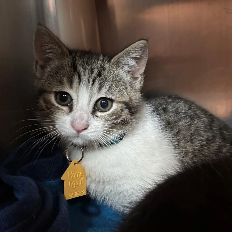 A baby small-sized female Brown / Chocolate Domestic Short Hair cat named Foxglove for adoption in Springfield, MA