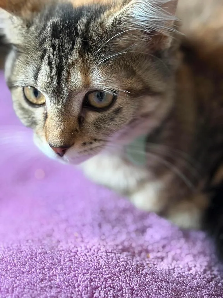 A baby small-sized female Domestic Short Hair cat named Tulip for adoption in Gorham, ME