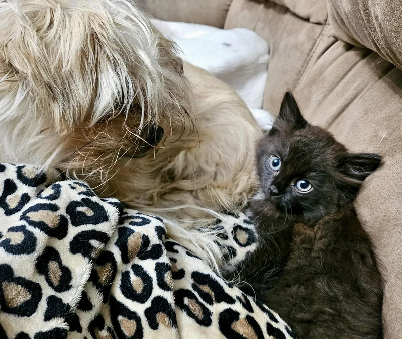 A baby medium-sized female Domestic Medium Hair cat named Toothless for adoption in Monson, MA