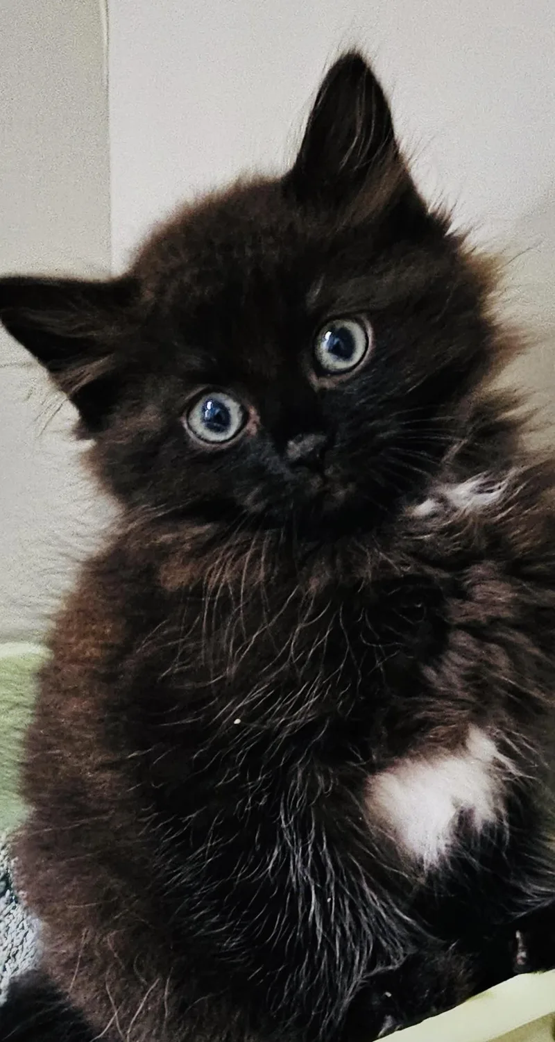 Toothless thumbnail 2