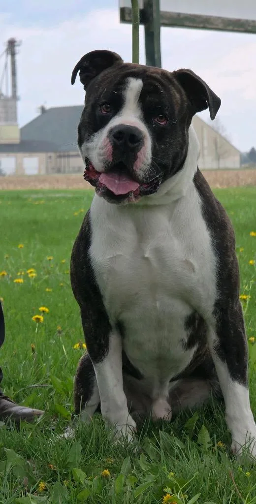 An adult medium-sized male American Bulldog dog named Big Ben for adoption in Huntington, IN