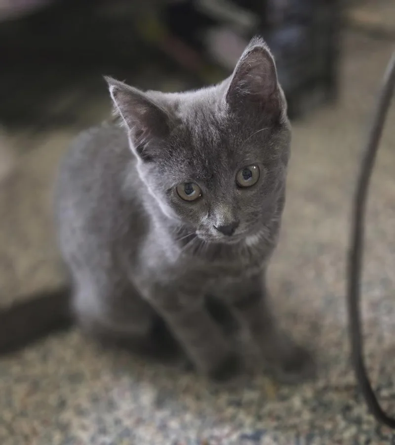 A baby medium-sized female Gray / Blue / Silver Domestic Short Hair cat named Alexia for adoption in Breinigsville, PA