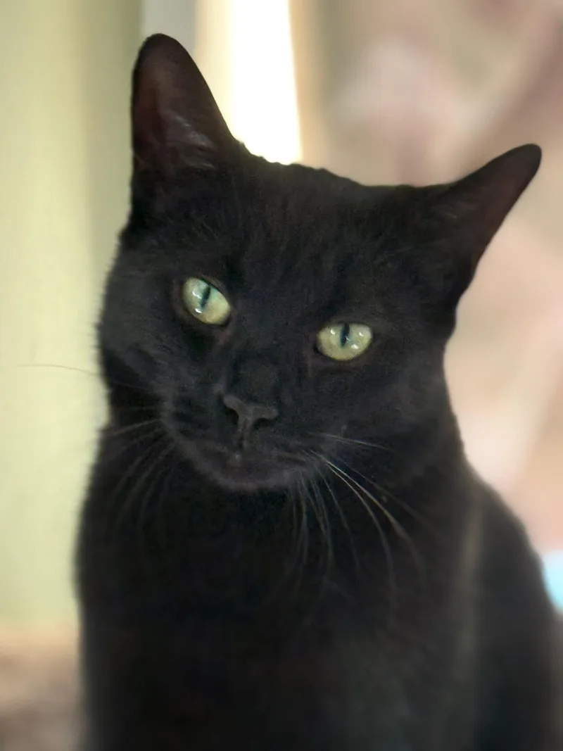 An adult large-sized female Domestic Short Hair cat named Alani for adoption in Newark, NJ