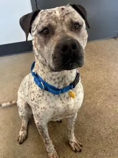 A young large-sized male White / Cream Pit Bull Terrier dog named Derek for adoption in Cleveland, OH