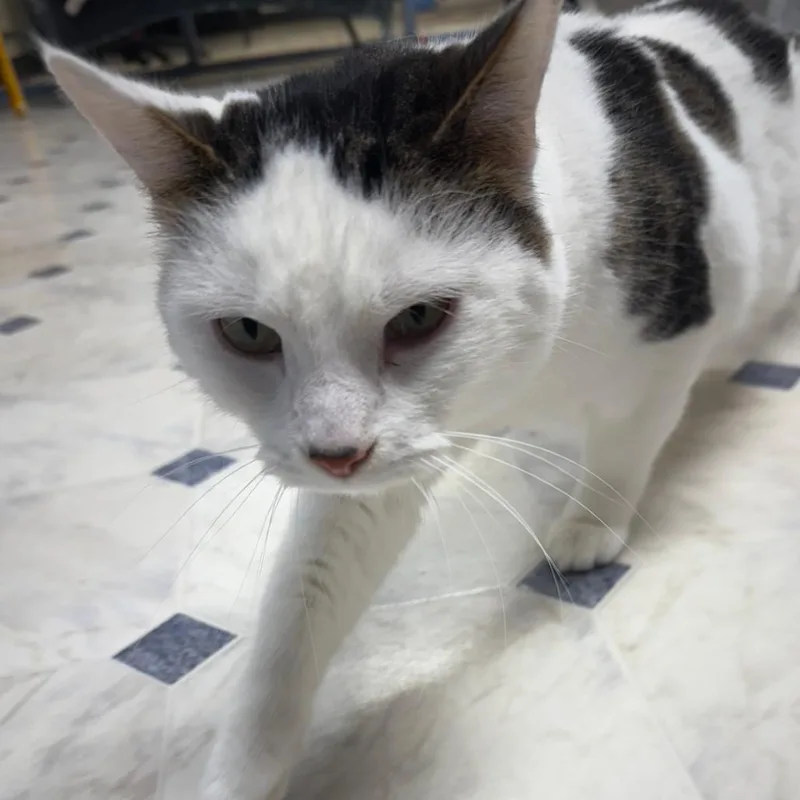An adult small-sized male White Domestic Short Hair cat named Cocaine for adoption in Coralville, IA
