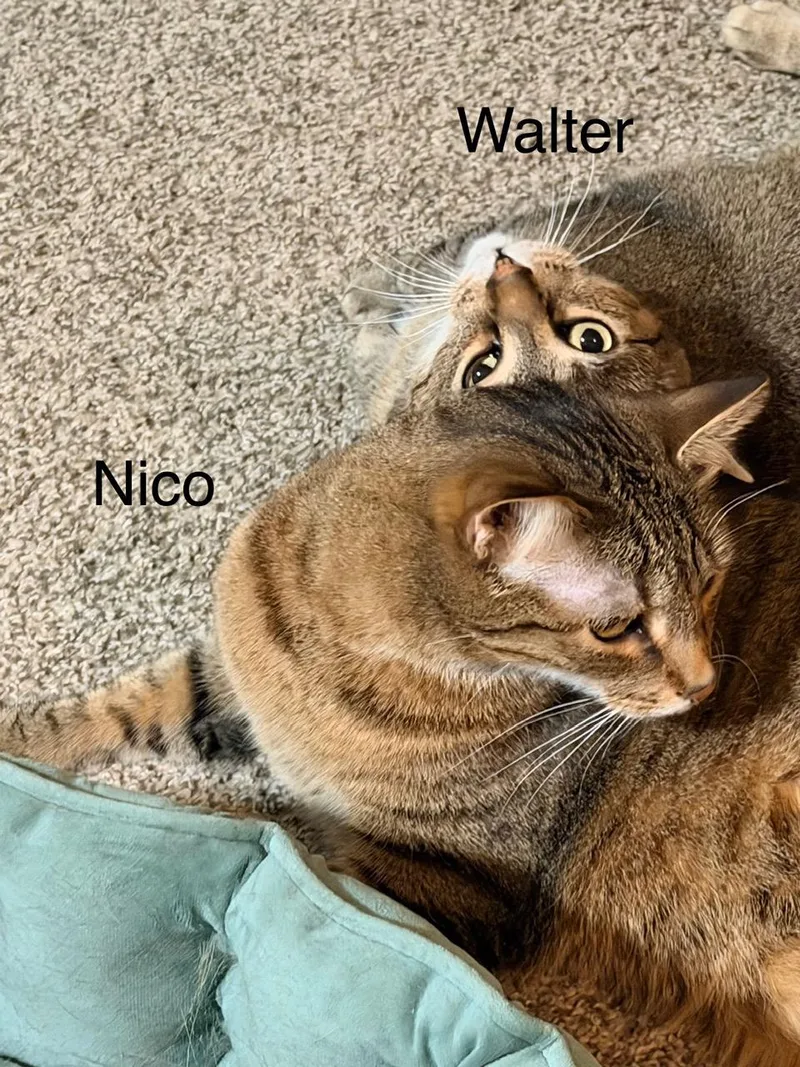 Walter And Nico thumbnail 2