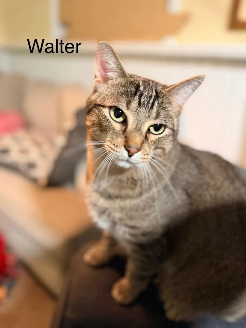 Walter And Nico thumbnail 4