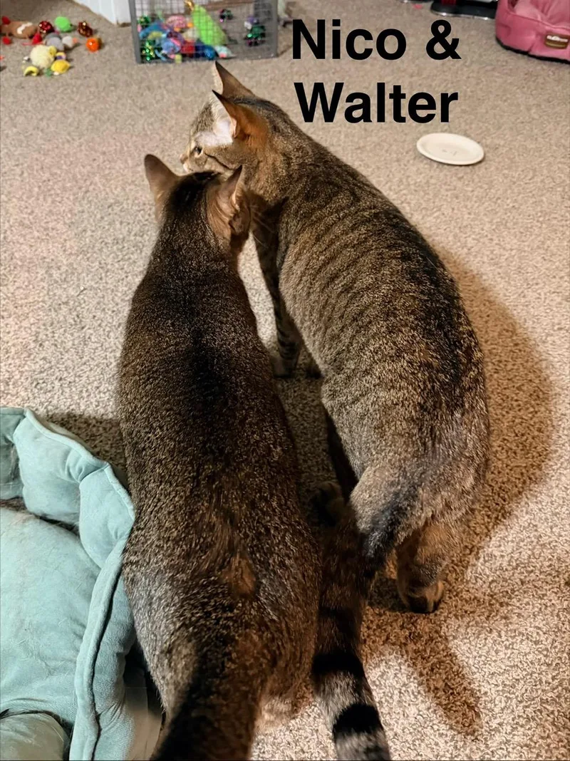 Walter And Nico thumbnail 5