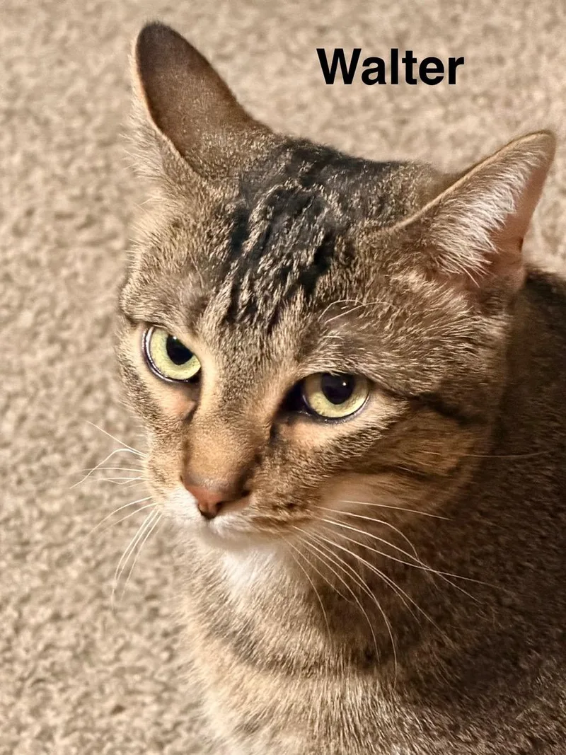 Walter And Nico thumbnail 6