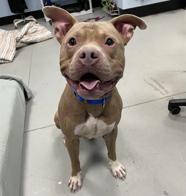 A young large-sized male Mixed Breed dog named Remy for adoption in Palmetto, FL