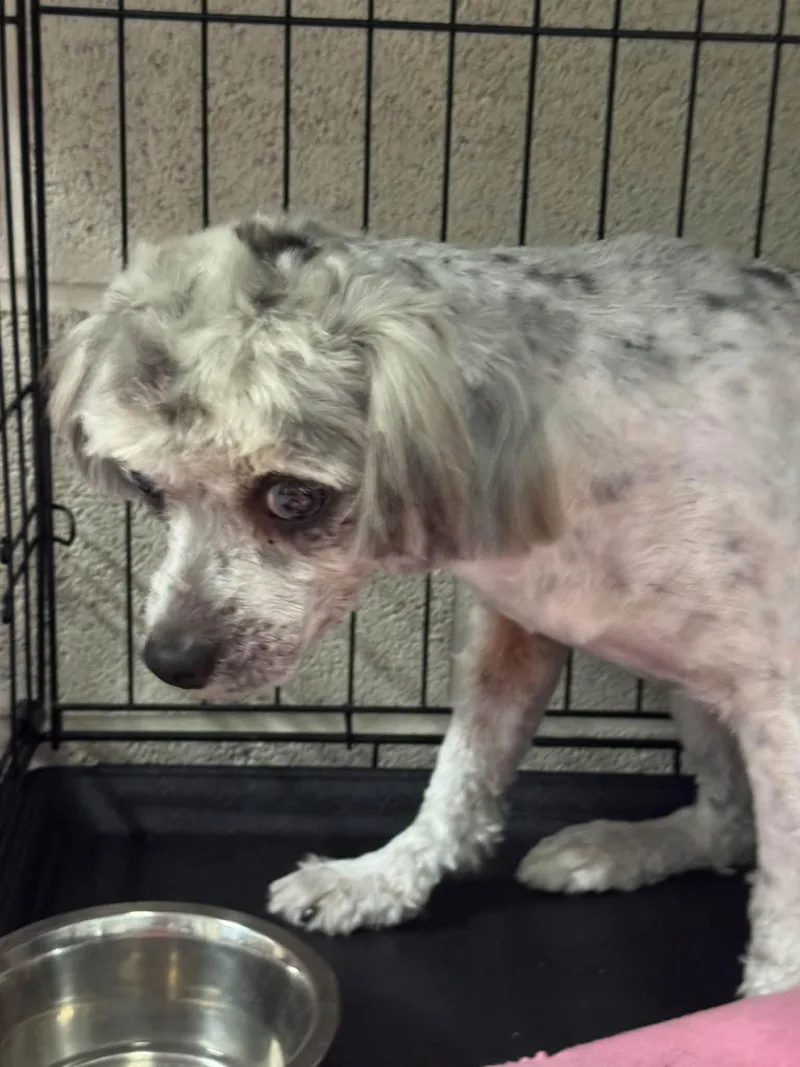 A young small-sized male Shih poo dog named Vinny for adoption in Matthews, NC