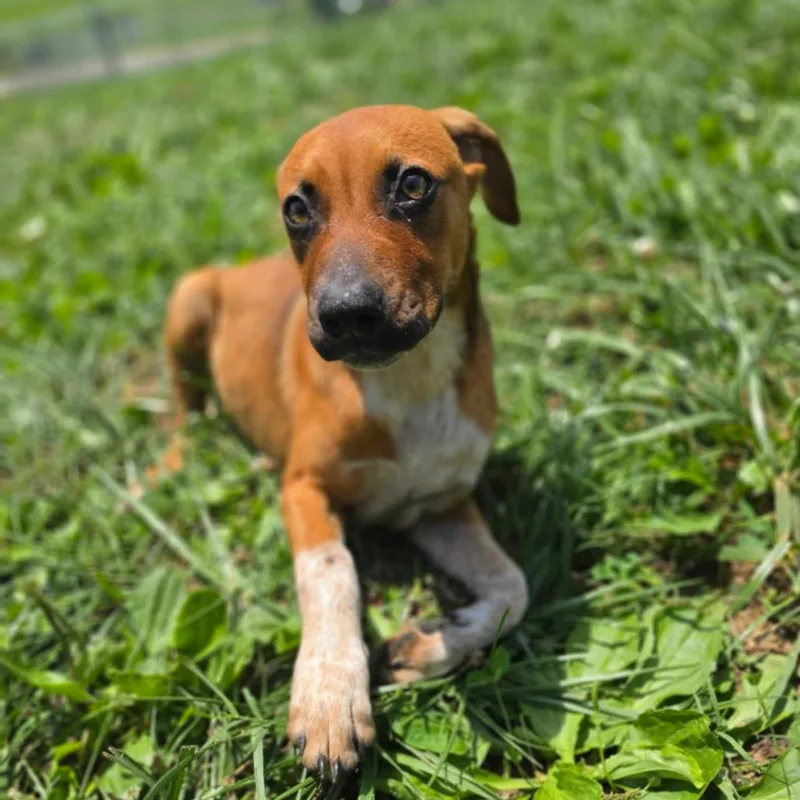 A young small-sized female Brown / Chocolate Mixed Breed dog named Zoey for adoption in Jefferson city, TN