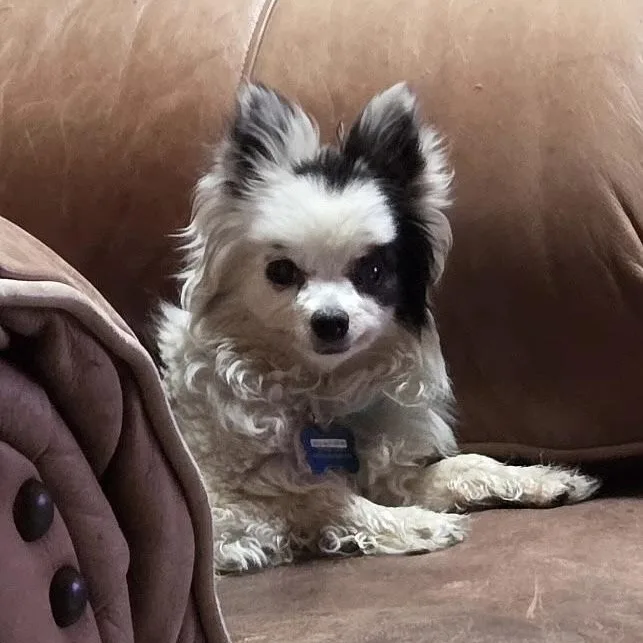 Petey in Colorado thumbnail 2