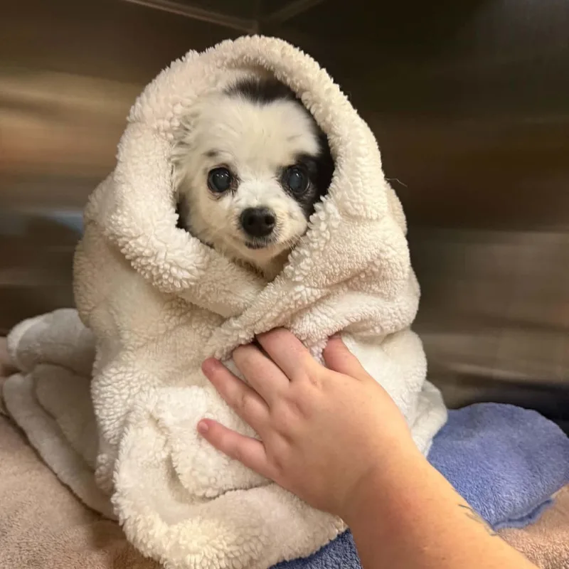 Petey in Colorado thumbnail 4