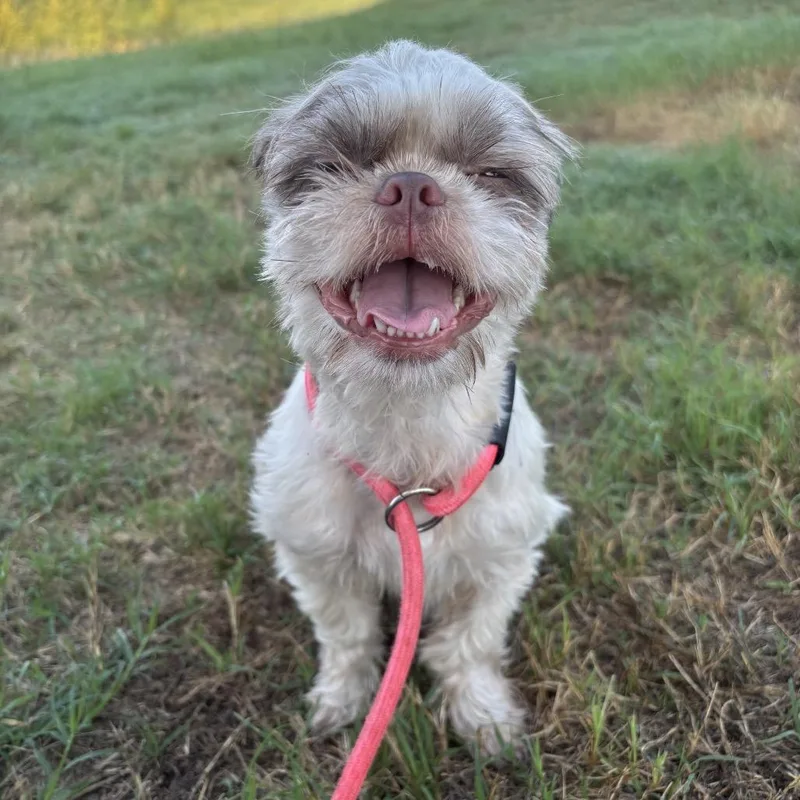 A young small-sized female Shih Tzu dog named Little Roo for adoption in Floresville, TX