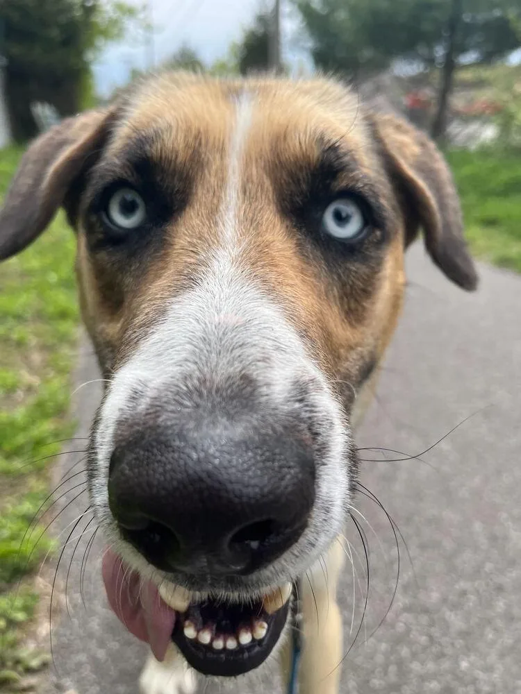 An adult medium-sized male Brown / Chocolate Husky dog named Cain for adoption in Elmsford, NY