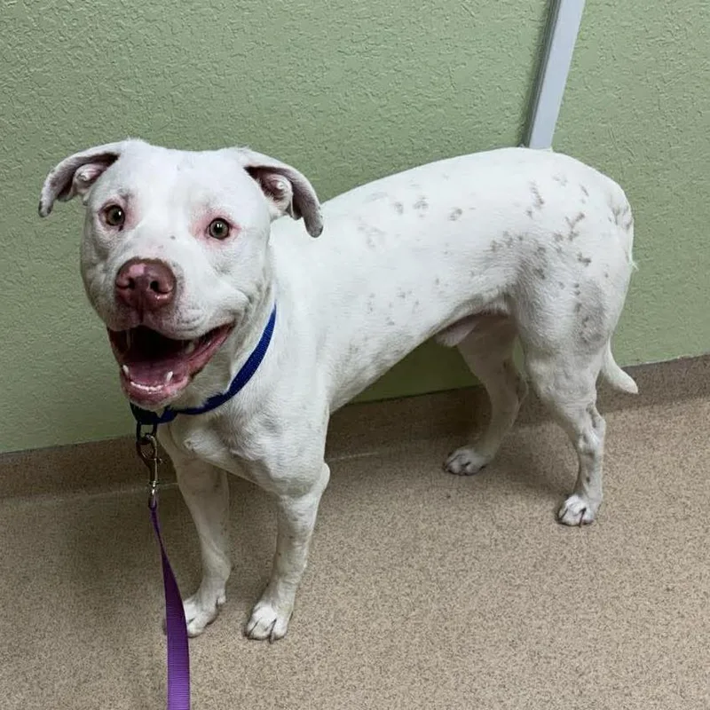 A young medium-sized male White / Cream Pit Bull Terrier dog named Yanick for adoption in Olathe, KS