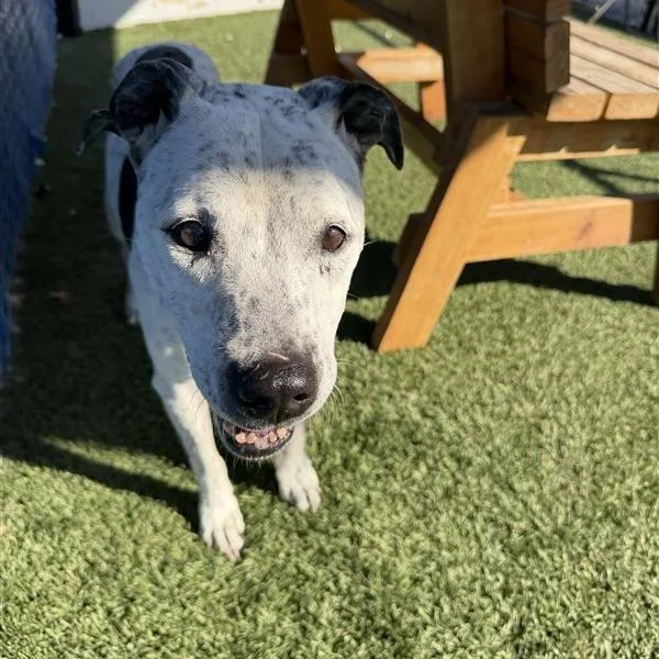 A senior medium-sized female White / Cream Pit Bull Terrier dog named Polka Dot for adoption in Long Beach, CA