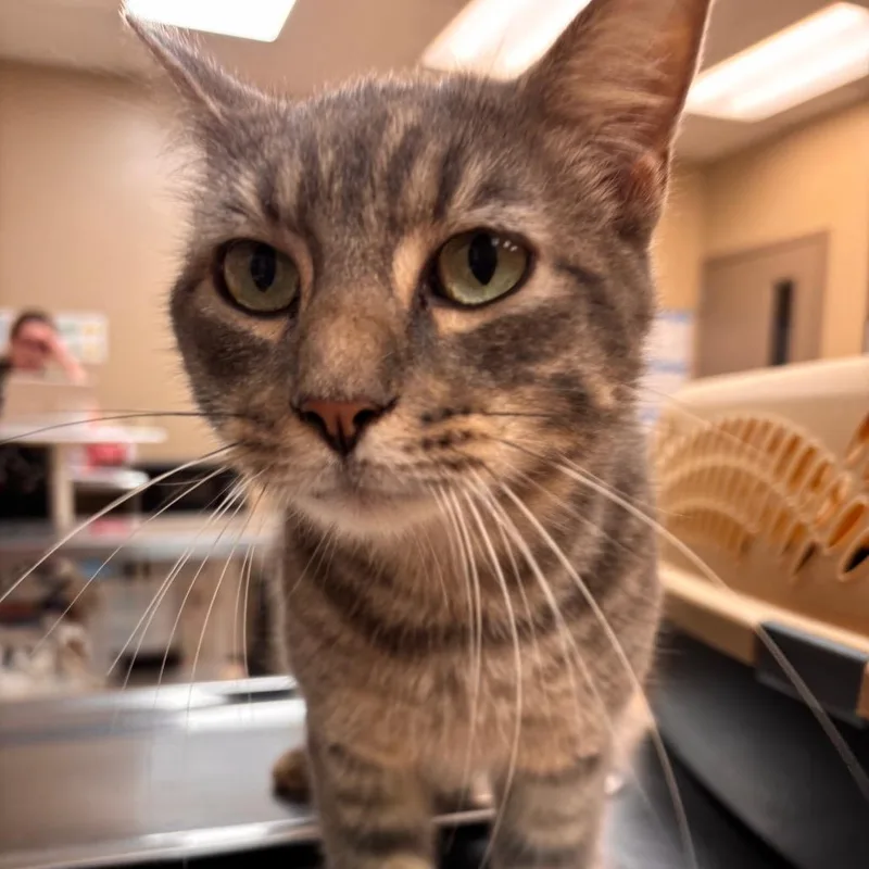 An adult medium-sized male Gray / Blue / Silver American Shorthair cat named Mr Gray for adoption in Birmingham, AL