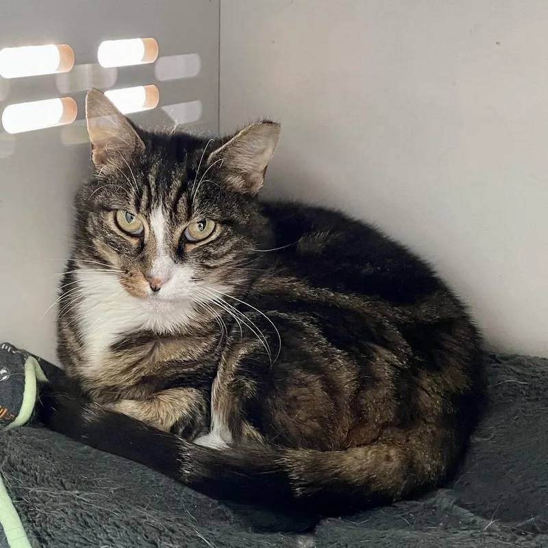 A senior small-sized female Brown / Chocolate Domestic Short Hair cat named Sadie Boots Miller for adoption in Woodstock, VA
