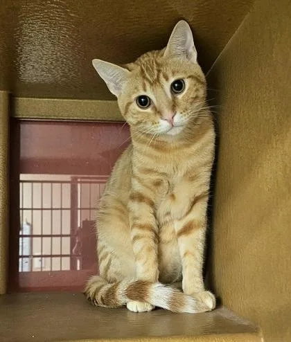 An adult small-sized male Domestic Short Hair cat named Bolo for adoption in Phoenix, AZ