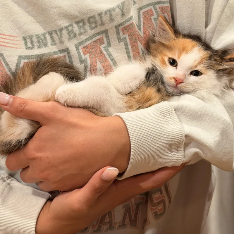 A baby medium-sized female Calico Domestic Long Hair cat named Paprika for adoption in Norco, CA