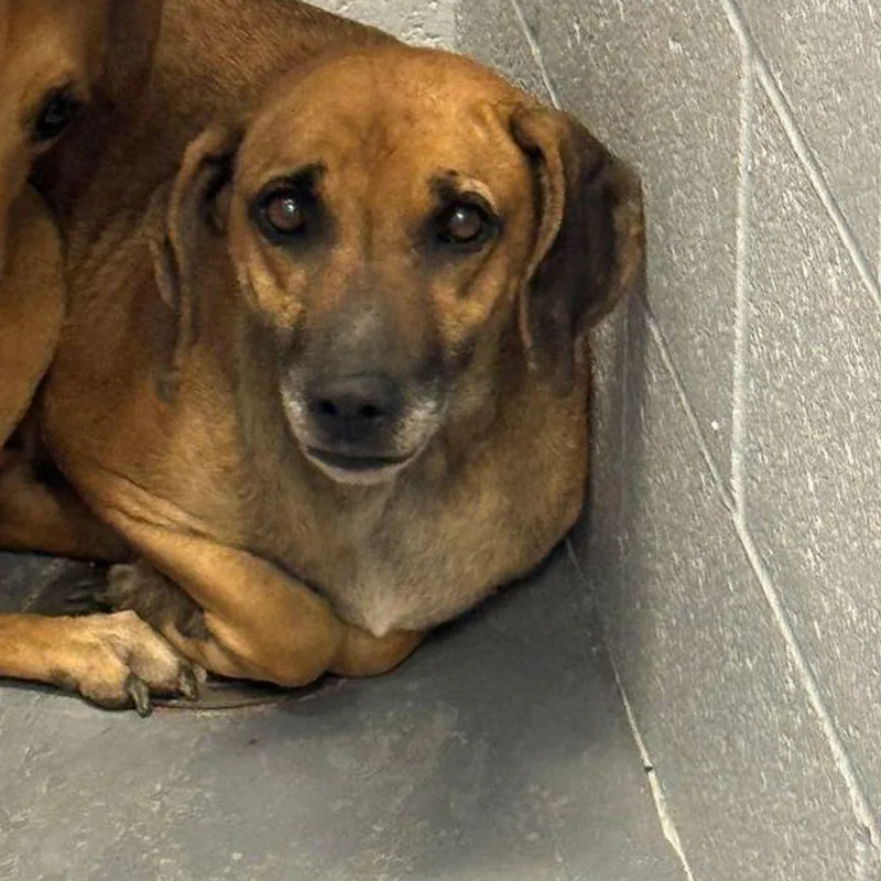 An adult medium-sized female Brown / Chocolate Labrador Retriever dog named Tina for adoption in Kingman, AZ