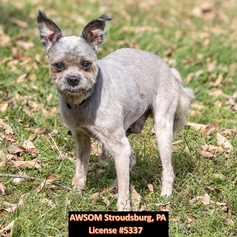 A senior small-sized male Shih Tzu dog named Ross for adoption in Stroudsburg, PA