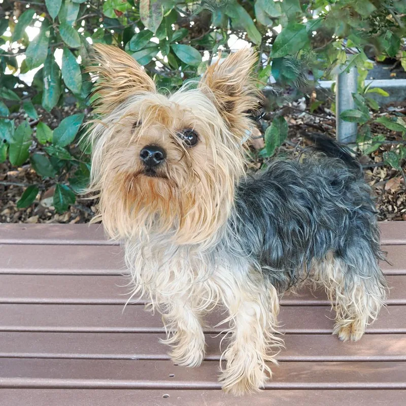 An adult small-sized male Yorkshire Terrier dog named Brownie for adoption in Point Richmond, CA